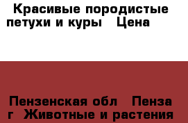 Красивые породистые петухи и куры › Цена ­ 1 000 - Пензенская обл., Пенза г. Животные и растения » Птицы   . Пензенская обл.